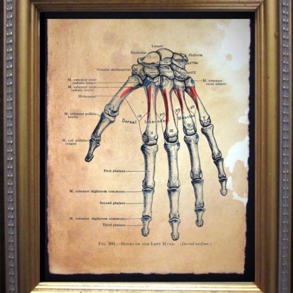 Vintage Bones of Left Hand Anatomy Print Tea Stain
